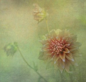  od Judy Tseng