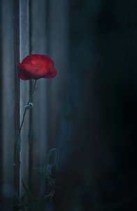  od Judy Tseng