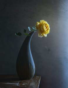  od Judy Tseng