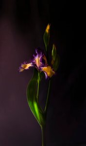  od Judy Tseng