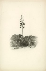 Jeden z pohledů Julese Gervais-Courtellemonta na Alžírsko (čb fotografie) od Jules (after) Gervais-Courtellemont