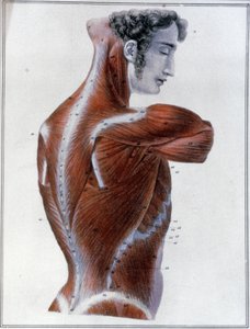 Zádové svaly od Jules Germain Cloquet