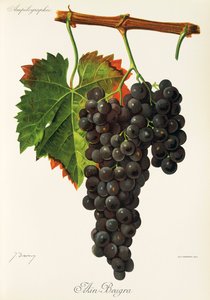 Hrozna Ain Beugra od J. Troncyho od Jules Troncy