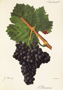 Hrozen Albourion od J. Troncyho od Jules Troncy
