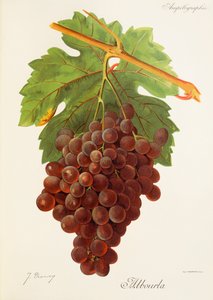 Hrozen Albourla od J. Troncyho od Jules Troncy