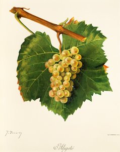 Hrozna Aligote