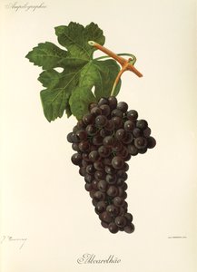 Hrozna Alvarelhao od J. Troncyho od Jules Troncy
