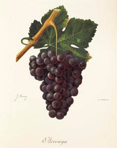 Hrozna Arrouya od J. Troncyho od Jules Troncy