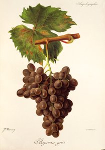 Hrozna Aspiran Gris od J. Troncyho od Jules Troncy