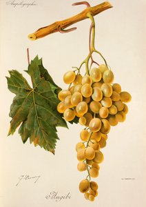 Hrozna Augibi od J. Troncyho od Jules Troncy