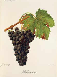 Hroznová balsamina od J. Troncyho od Jules Troncy