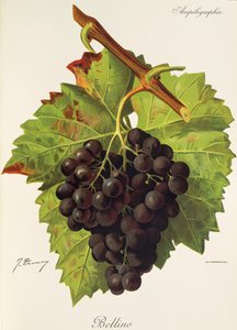 Hrozen Bellino od J. Troncyho od Jules Troncy