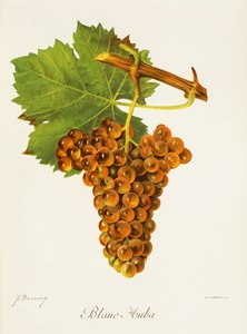 Hrozna Blanc Auba od J. Troncyho od Jules Troncy