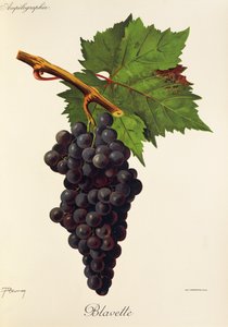 Blavette hroznů od J. Troncyho od Jules Troncy