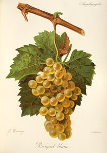 Braquet Blanc hroznů od J. Troncyho od Jules Troncy
