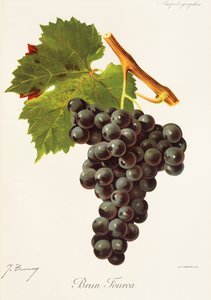 Hrozen Brun Fourca od J. Troncyho od Jules Troncy