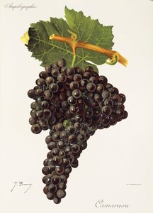 Hrozen Camaraou od J. Troncyho od Jules Troncy