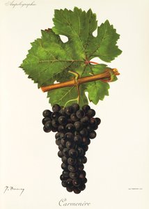 Hrozna Carmenere od J. Troncyho od Jules Troncy
