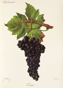 Hrozen Cesar od J. Troncyho od Jules Troncy
