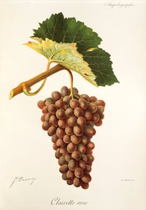 Hrozna Clairette Rose od J. Troncyho od Jules Troncy