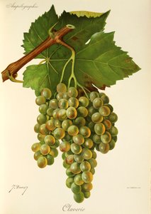 Hrozen Claverie od J. Troncyho od Jules Troncy