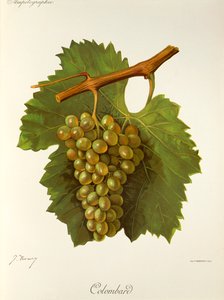 Colombardský hrozen od J. Troncyho od Jules Troncy