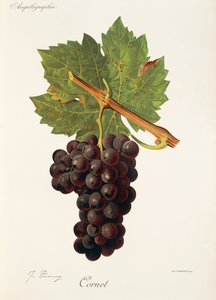 Hrozen Cornet od J. Troncyho od Jules Troncy