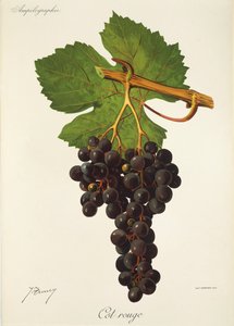 Hroznová Cot Rouge od J. Troncyho od Jules Troncy