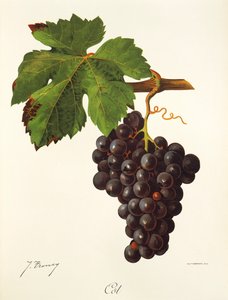 Cot grape od J. Troncy od Jules Troncy