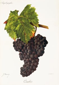 Courbes grape by J. Troncy   1414821   cs       czech Successfully Translated  Original: Thomas Jefferson Translat: Thomas Jefferson 1240216 cs czech Successfully Translated Original: Savoie 41, Tunnel de la Tête Noire Translat: Savoie 41, Tunnel de la Têt od Jules Troncy