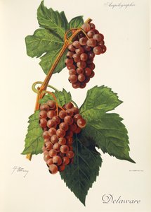 Delaware hroznů od J. Troncy od Jules Troncy
