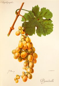 Hrozna Djendalli od J. Troncyho od Jules Troncy