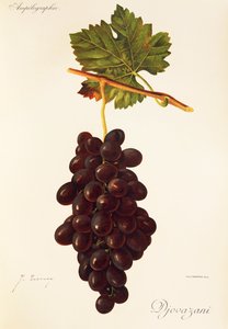 Hrozna Djovazani od J. Troncyho od Jules Troncy