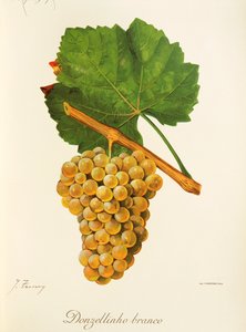 Bílý damsel hroznů od J. Troncy od Jules Troncy