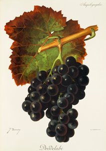 Hrozna Drodelabi od J. Troncyho od Jules Troncy