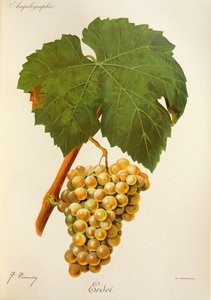 Lesní hrozen od J. Troncyho od Jules Troncy
