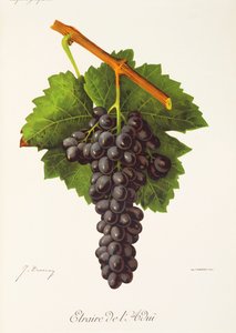 Hrozna Etraire del