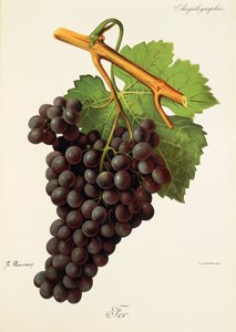 Fer hroznů od J. Troncyho od Jules Troncy
