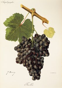 Hrozna Fuella od J. Troncyho od Jules Troncy