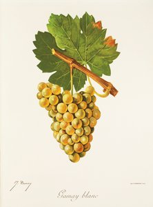 Hrozna Gamay Blanc od J. Troncyho od Jules Troncy