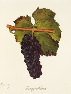 Gamay Freaux grape by J. Troncy   1414182   cs       czech Successfully Translated  Original: Honchô gishinden (title on object) Verhalen uit ons land over eer en loyaliteit Translat: Honchô gishinden (title on object) Verhalen uit ons land over eer en loy od Jules Troncy