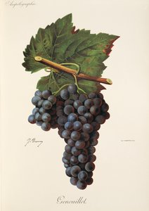 Genouillet hroznů od J. Troncy od Jules Troncy
