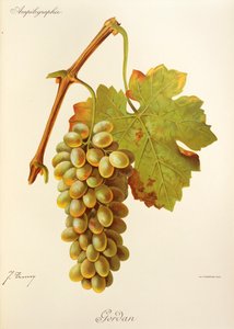 Gordan hroznů od J. Troncyho od Jules Troncy