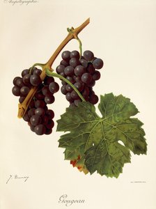 Gougean hroznů od J. Troncy od Jules Troncy