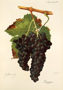 Grappu hroznů od J. Troncyho od Jules Troncy