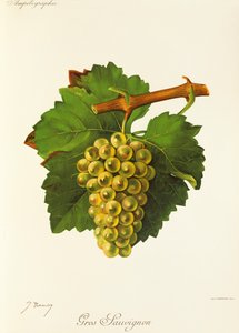 Hrozna Gros Sauvignon od J. Troncyho od Jules Troncy