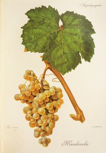 Hrozna Harslevelu od J. Troncyho od Jules Troncy
