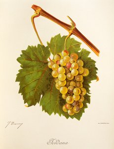 Hrozen Jordana od J. Troncyho od Jules Troncy
