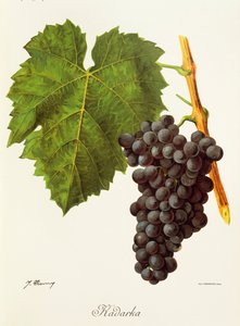 Hrozen Kadarka od J. Troncyho od Jules Troncy