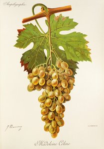 Madeleine Celine hroznů od J. Troncy od Jules Troncy